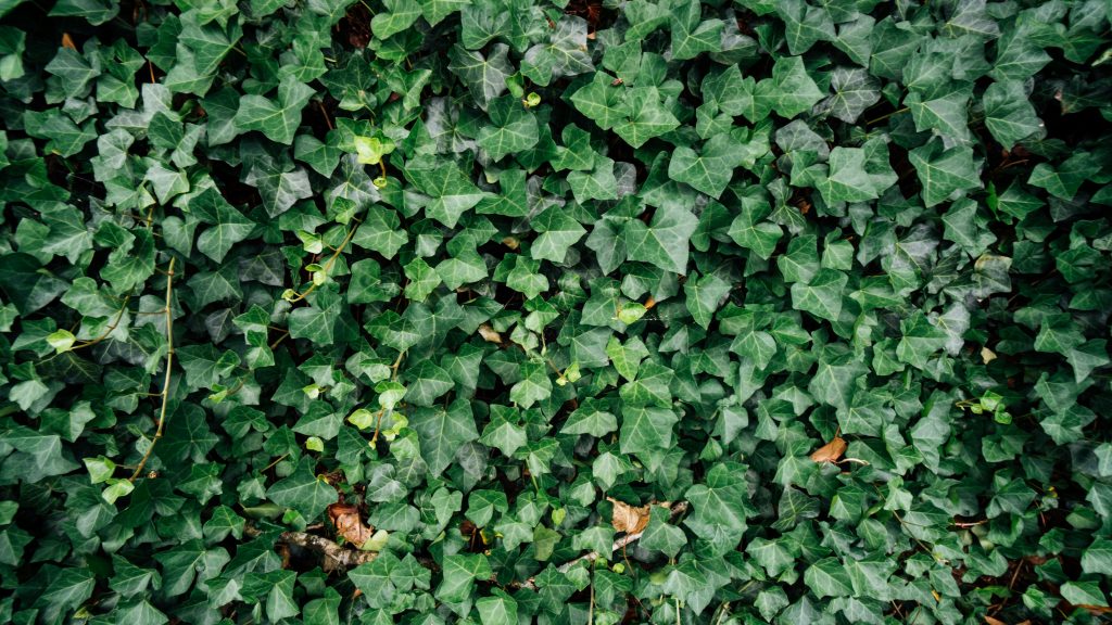 Groene levende muur